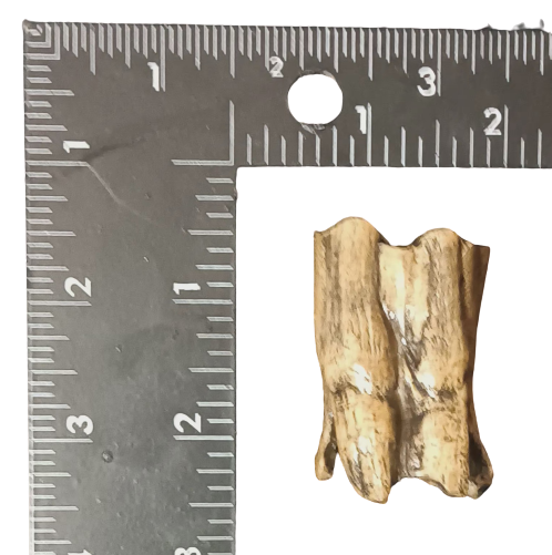 Bison antiquus tooth fossil cast replica