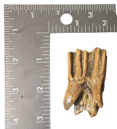 Bison antiquus tooth fossil cast replica