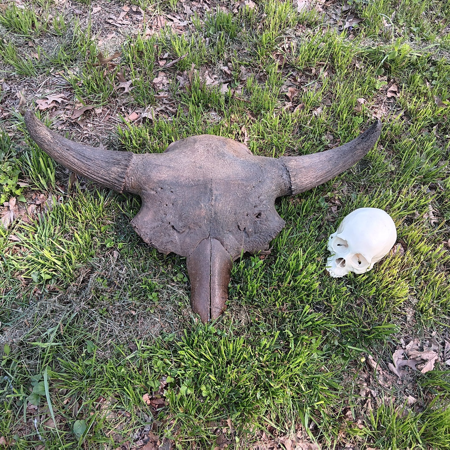 Bison antiquus fossil skull for sale #2