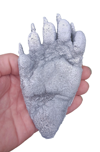 Bear: Footprint Black Bear Juvenile?track Footprint Cast Replica Footprint Track