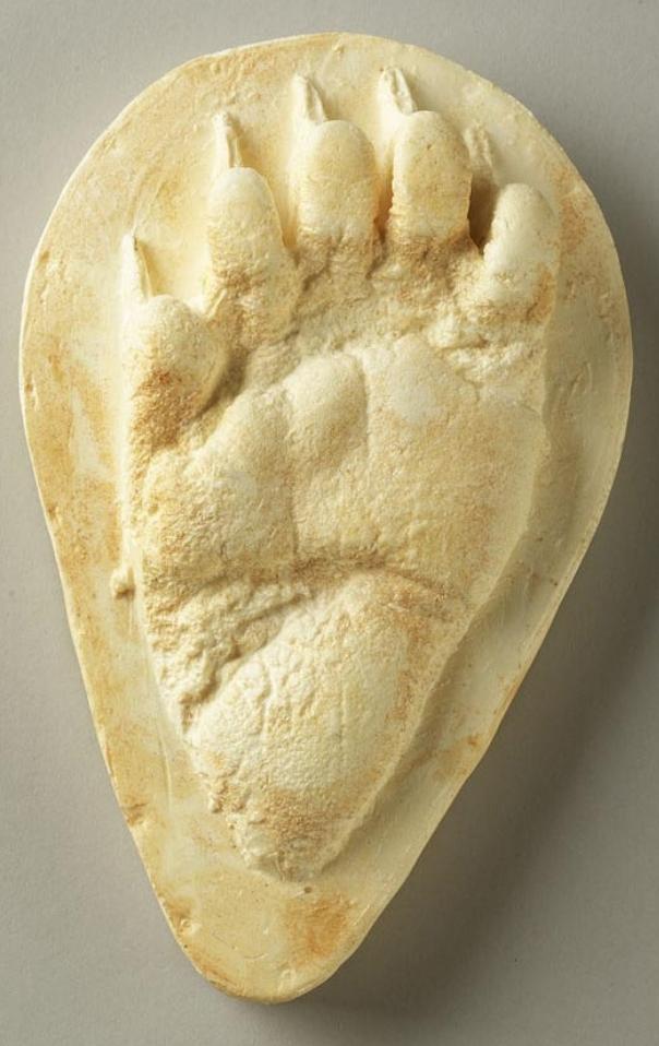 Bear: Footprint Black Bear Juvenile?track Footprint Cast Replica Footprint Track