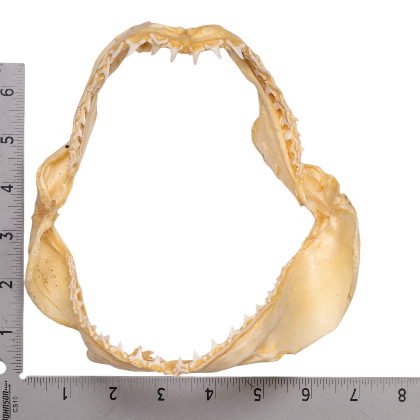 Real Bigeye Thresher Shark Jaw (6.8)