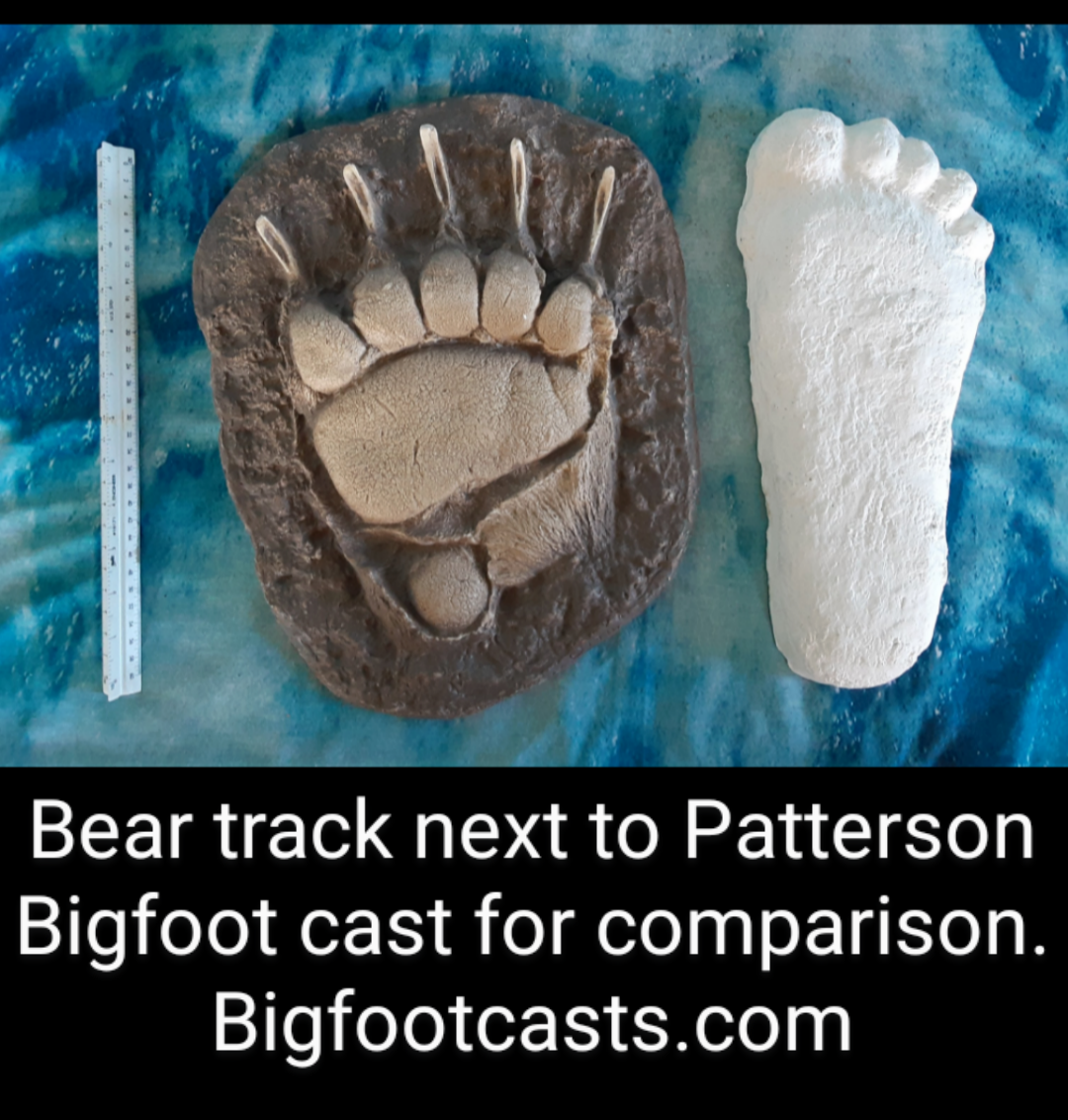 1967 Bigfoot Patterson Patty track footprint cast