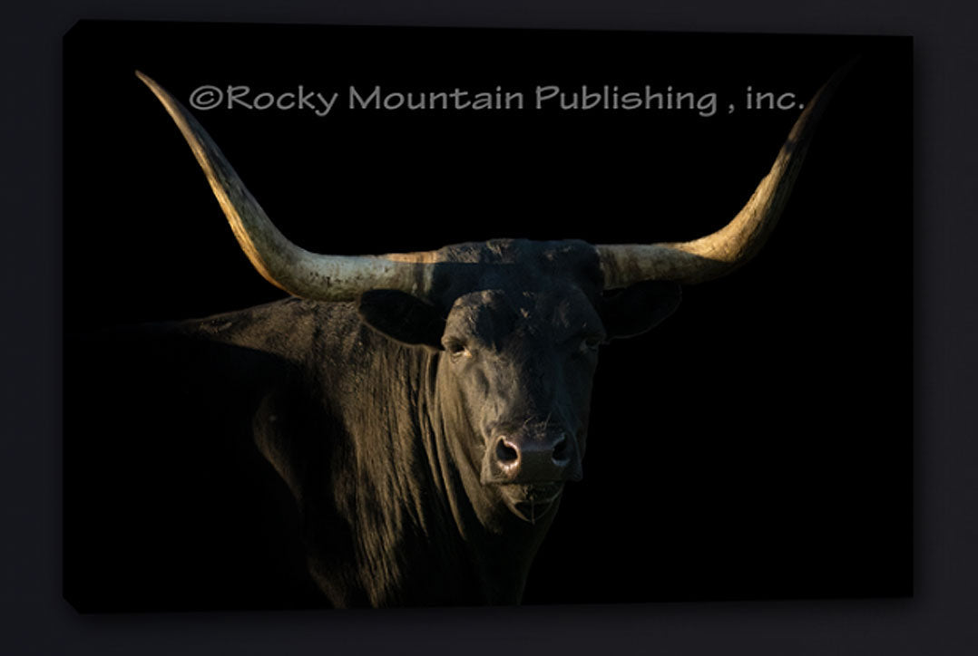 Blackout Longhorn Canvas Art by Summer Jackman