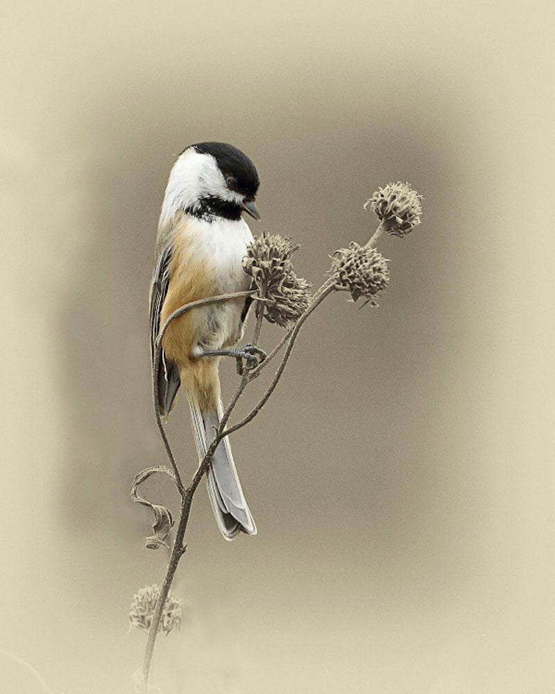 Black Capped Chickadee I Bird Art Prints by James Brown
