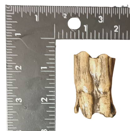 Bison antiquus tooth fossil cast replica