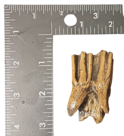 Bison antiquus tooth fossil cast replica