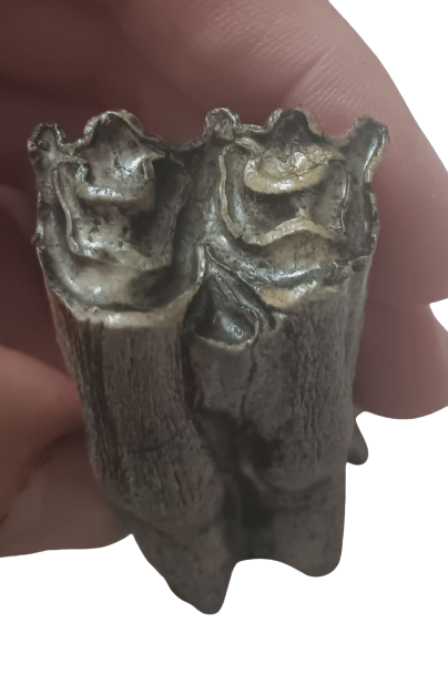 Bison antiquus tooth fossil cast replica