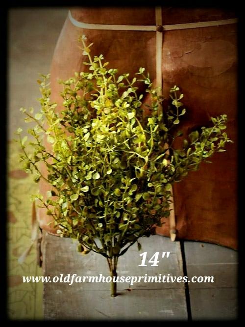 #BG3 Baby's Grass Bush 14 #1 Seller New Green