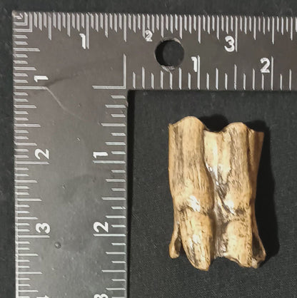 Bison antiquus tooth fossil cast replica