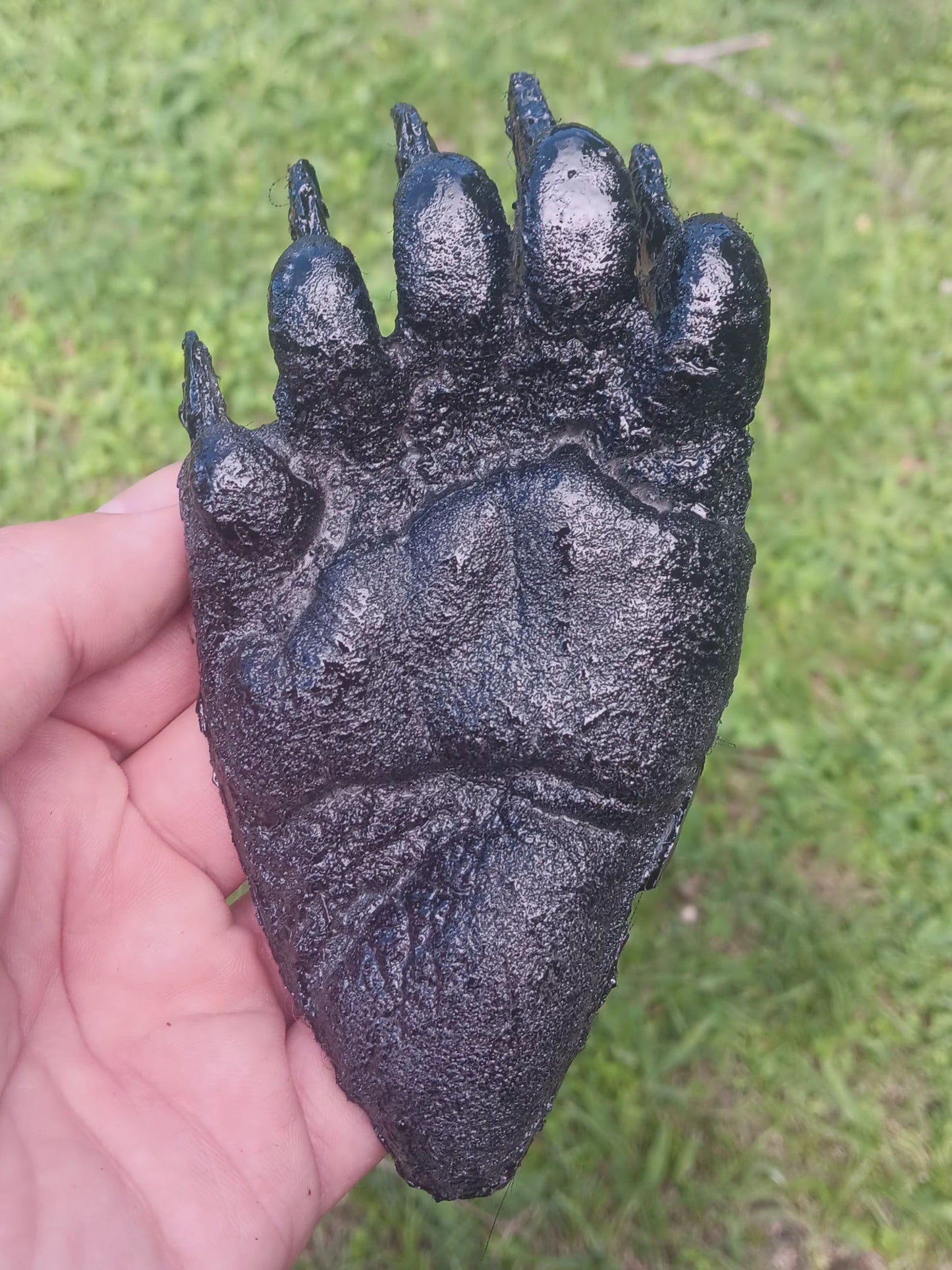 Bear: Footprint Black Bear Juvenile?track Footprint Cast Replica Footprint Track