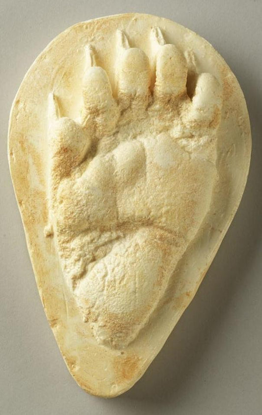 Bear: Footprint Black Bear Juvenile?track Footprint Cast Replica Footprint Track