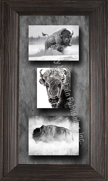 Bison Framed Triple Canvas Art Prints by Summer Jackman