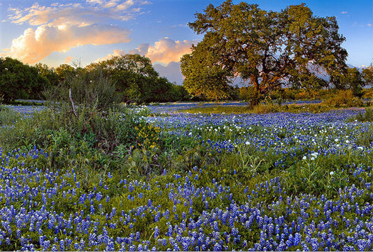 Big Oak Bluebonnets - Art Prints by Richard Reynolds