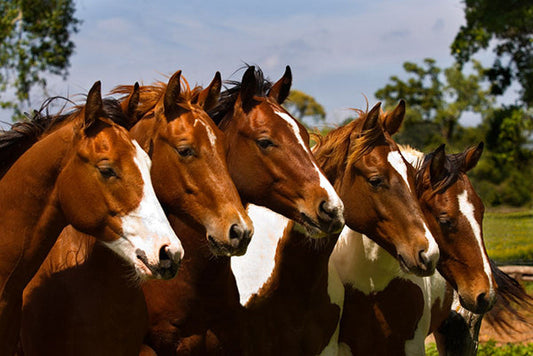 Best Friends Horse Art Prints by Robert Dawson Artist