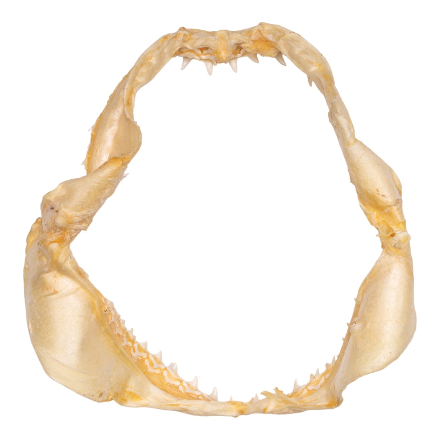 Real Bigeye Thresher Shark Jaw (6.8)
