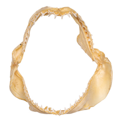 Real Bigeye Thresher Shark Jaw (6.8)