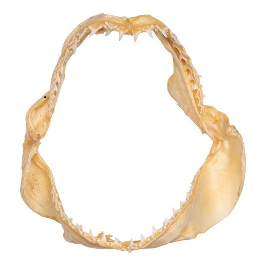 Real Bigeye Thresher Shark Jaw (6.8)