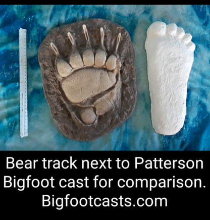 1967 Bigfoot Patterson Patty track footprint cast