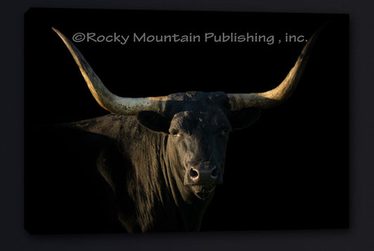 Blackout Longhorn Canvas Art by Summer Jackman