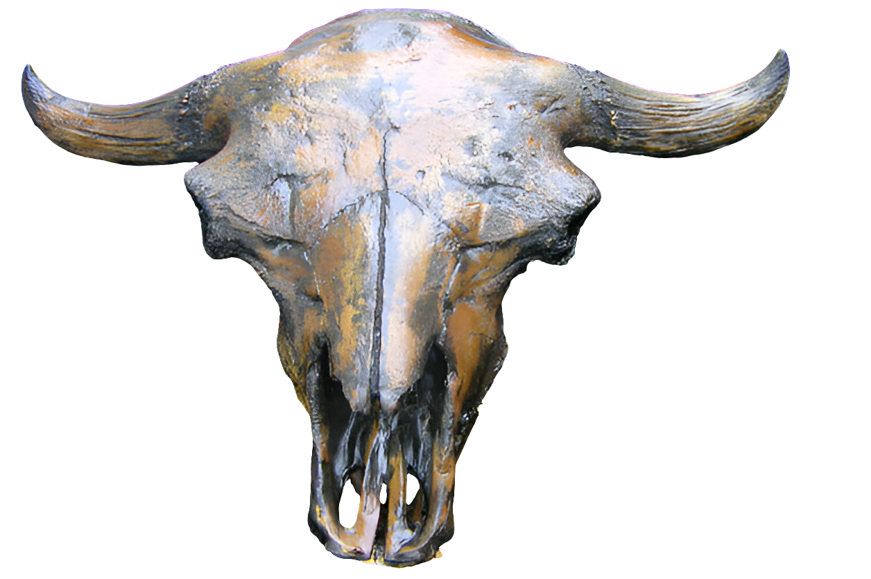 Bison antiquus fossil skull cast replica #3