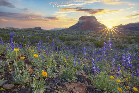 Big Bend Bluebonnet Sunrise Art Prints by Rob Greebon Artist