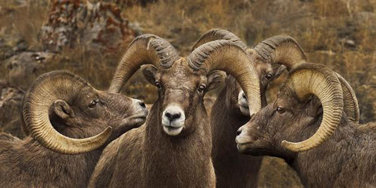 Big Horn Sheep Art Prints by Robert Dawson Artist