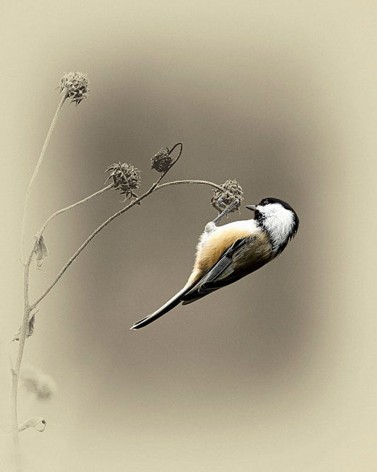 Black Capped Chickadee II Bird Art Prints by James Brown