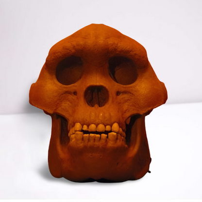Bigfoot Skull Cast Artistic Interpretation by Master artist.