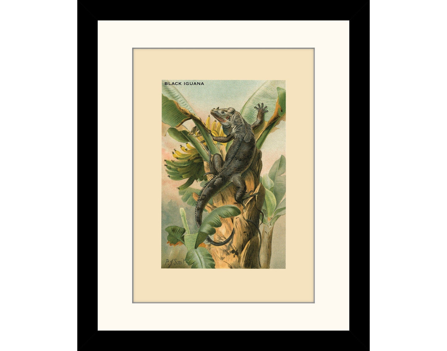 Black Iguana Print