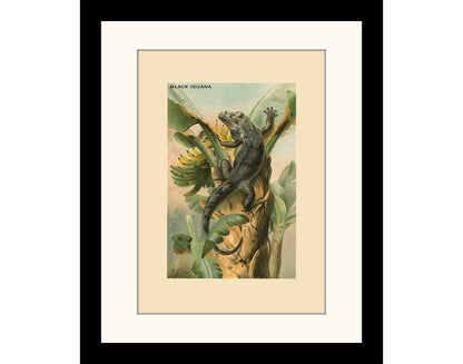 Black Iguana Print