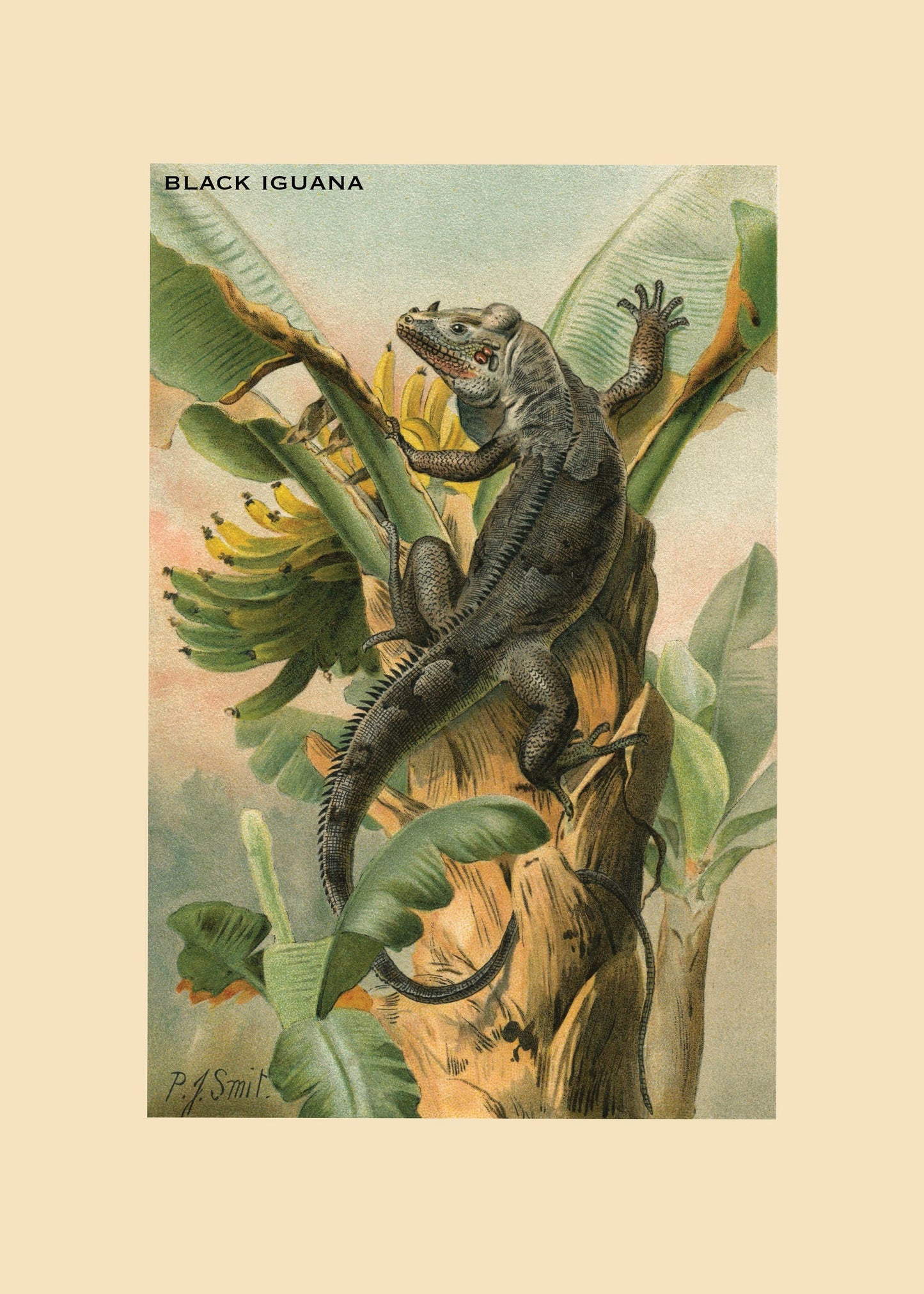 Black Iguana Print