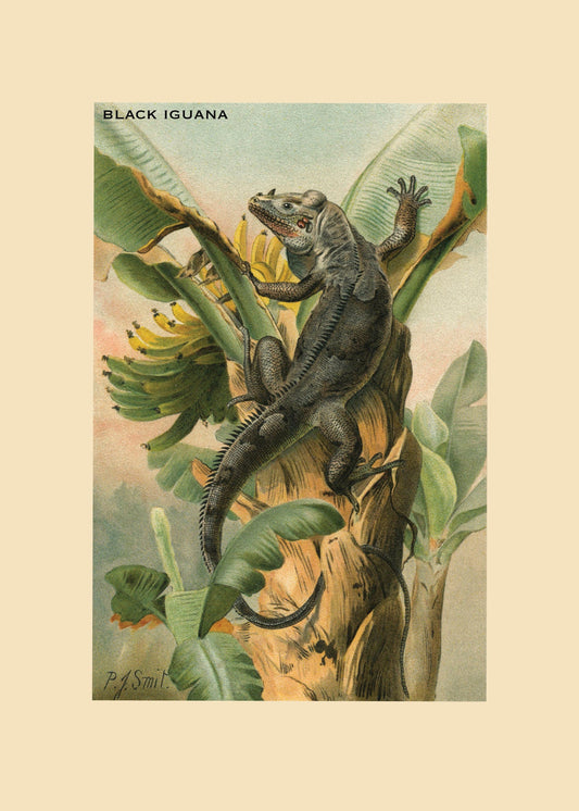 Black Iguana Print