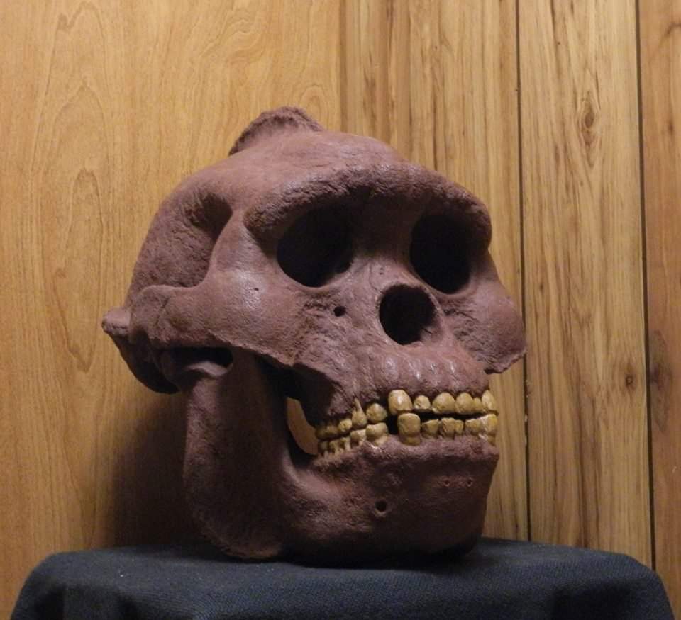 Bigfoot Skull Cast Artistic Interpretation by Master artist.
