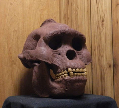 Bigfoot Skull Cast Artistic Interpretation by Master artist.