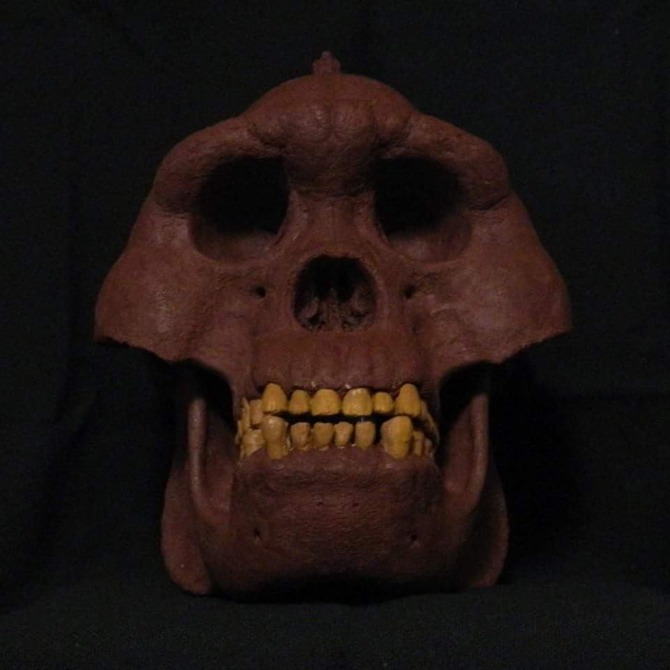 Bigfoot Skull Cast Artistic Interpretation by Master artist.