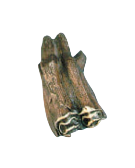 Bison antiquus tooth fossil cast replica